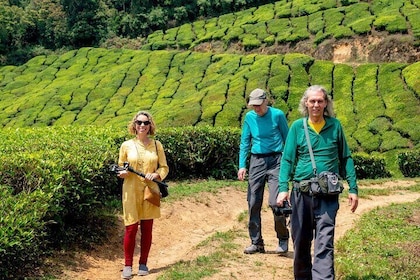 8 Days Kerala Private Tour Covering Kochi- Munnar- Periyar- Alleppey and Ko...