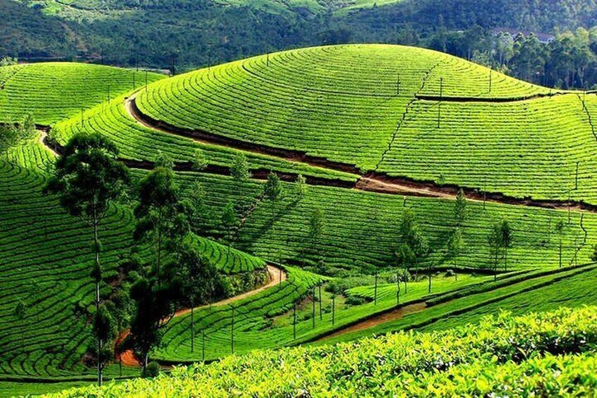 8 Days Kerala Private Tour Covering Kochi- Munnar- Periyar- Alleppey and Kovalam