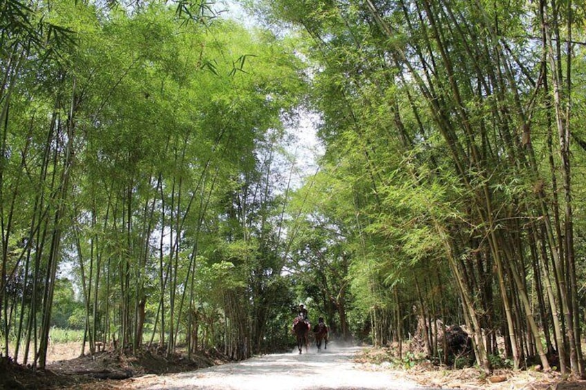 Bamboo Culture