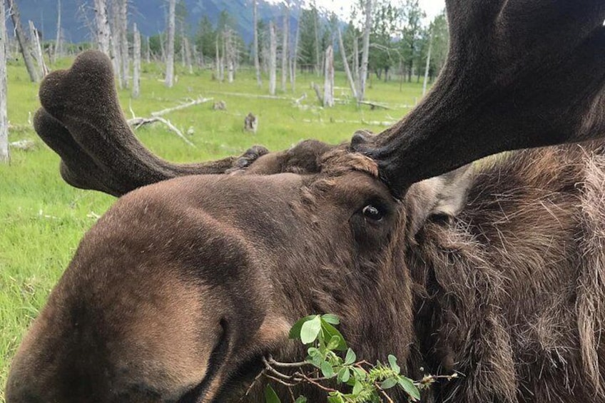 Moose Eating Breakfast Willow at AWCC