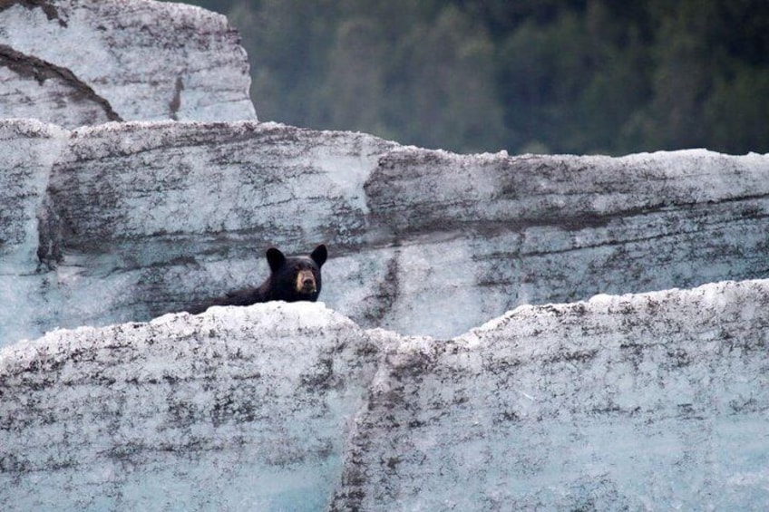 Black Bear on Spencer Glacier
