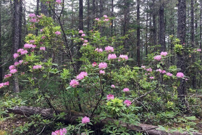 Full-Day Mt Hood Waterfall Tour with Lunch and Wine Tasting