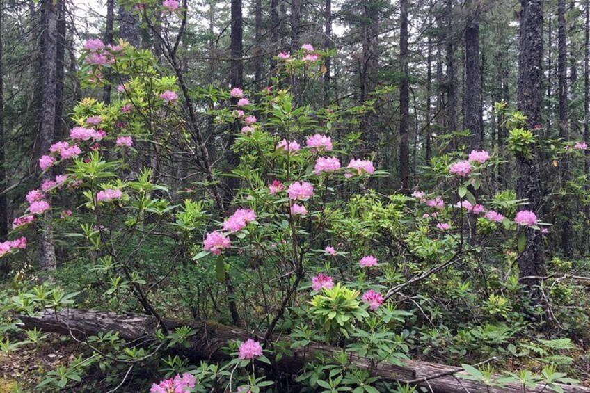 Full-Day Mt Hood Waterfall Tour with Lunch and Wine Tasting