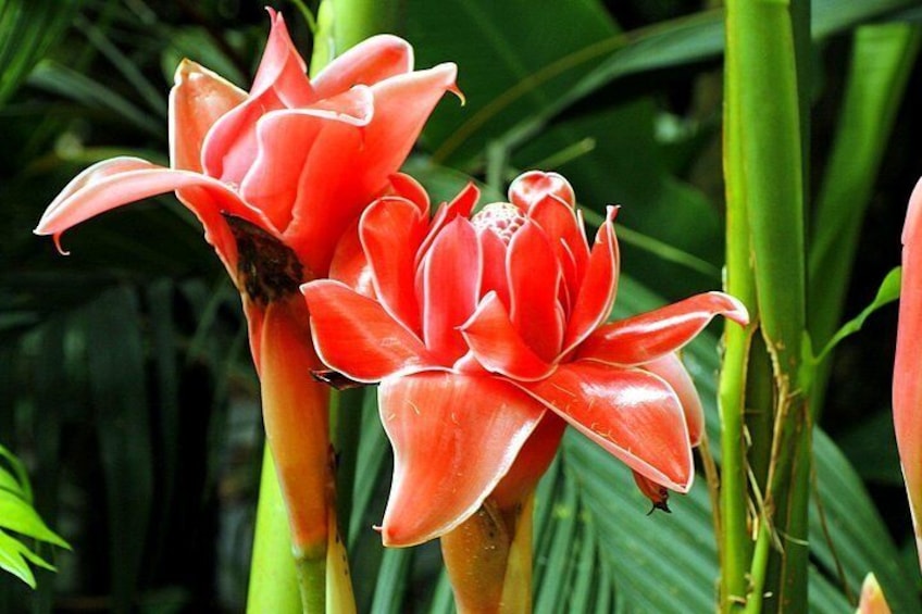 See the Beautiful Exotic Flowers Of the Kings Gardens, 