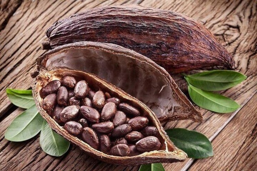Learn This History Of Chocolate (Cacao) How it Goes From the Garden to the Dessert Known The World Over! At Our Tropical Cacao Grove 
