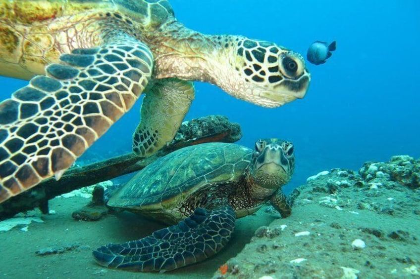 Turtles are abundant at west Maui dive sites