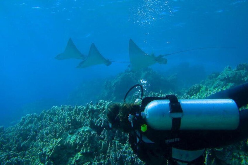 Many beautiful underwater sights await!