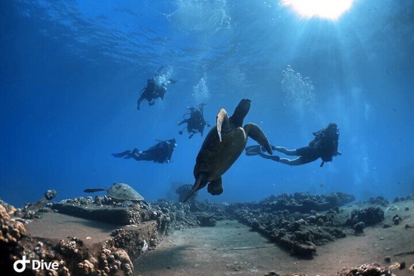 Maui scuba diving under guidance of your dedicated instructor.