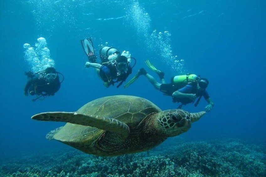 Explore Maui scuba diving with turtles!