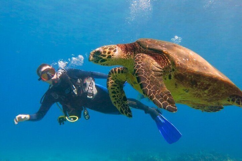 Intro to scuba diving on Maui with turtles!