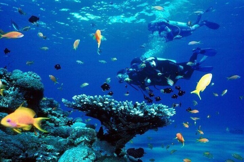 Intro Diving Experience with Lunch and Transfer - Sharm El Sheikh