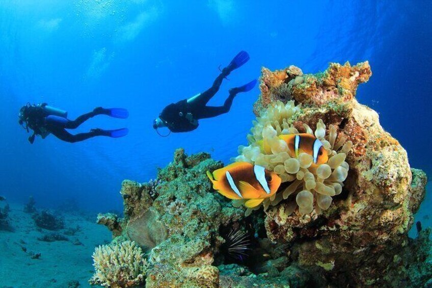 Intro Diving Experience with Lunch and Transfer - Sharm El Sheikh