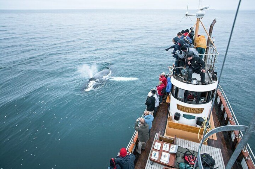 Whale Watching on board a Traditional Oak Boat from Árskógssandur