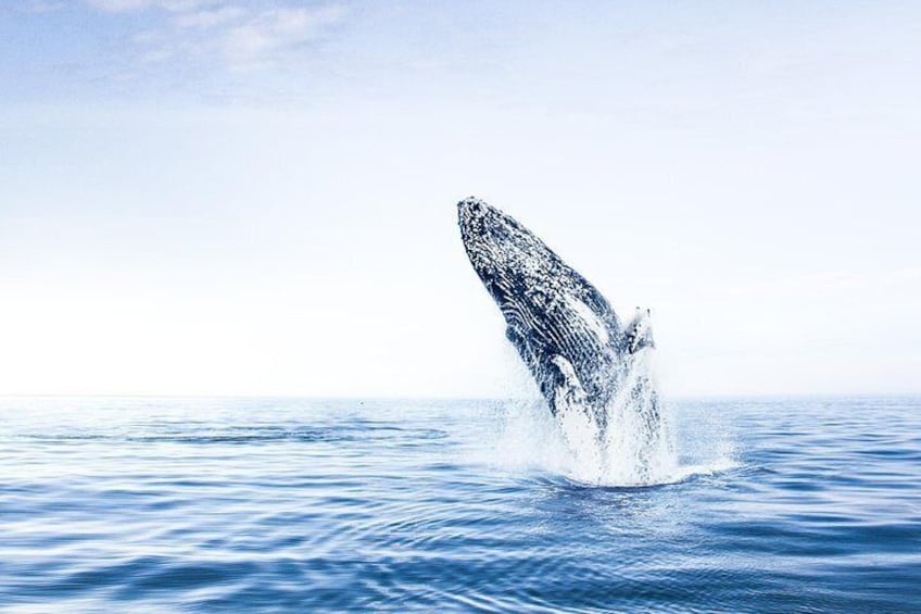 Breaching humpback whale