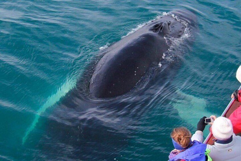 Close to a whale