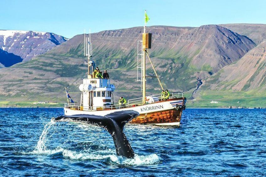 Whale Watching Hjalteyri