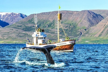 Whale Watching on board a Traditional Oak Boat from Árskógssandur