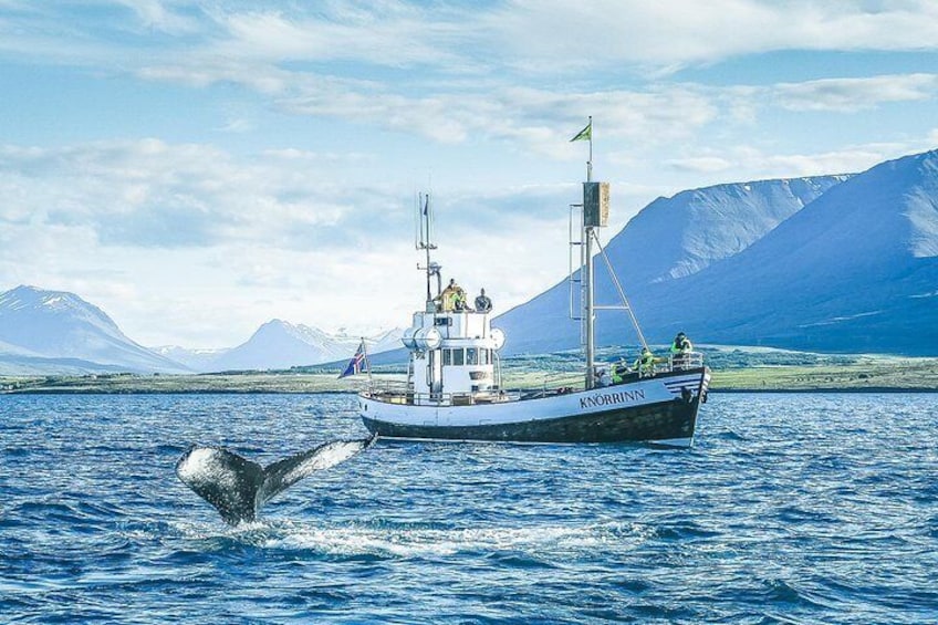 Knörrinn, the lucky boat, next to a humpback whale