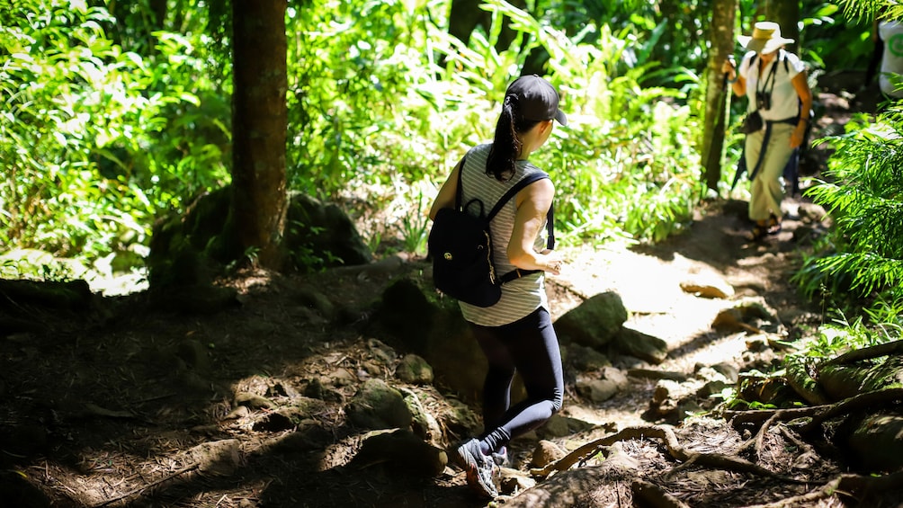 Half-Day Oahu Rainforest and Waterfall Hiking Tour