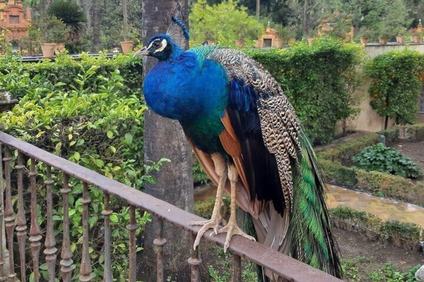 Peacocks of the Royal Alcazar