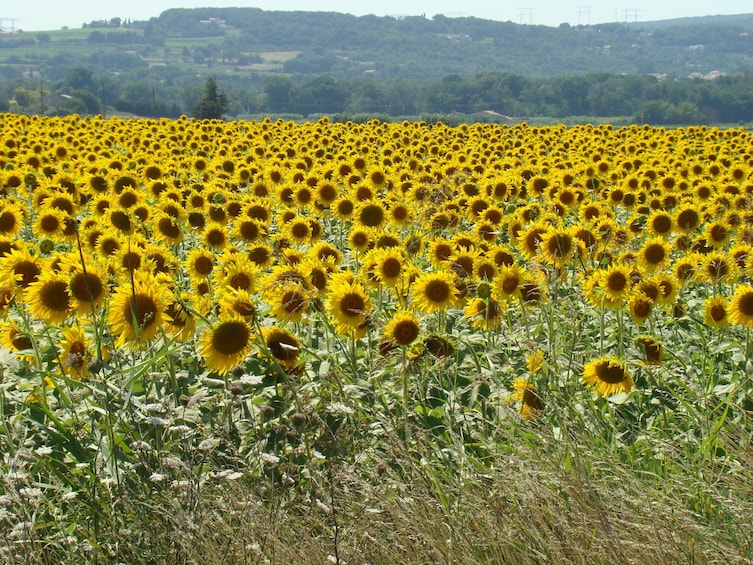 Toulouse to Carcassonne and Albi : Private Sightseeing Tour