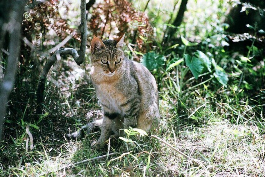 The true pure-bred African Wild Cat, ancestor to the domestic cat