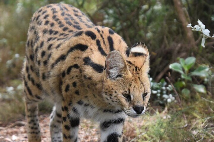 The stunningly beautiful Serval, a lesser cat of South Africa