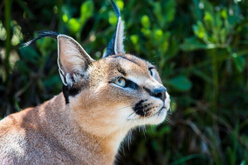 Learning about the caracal, one of South Africa's lesser cats