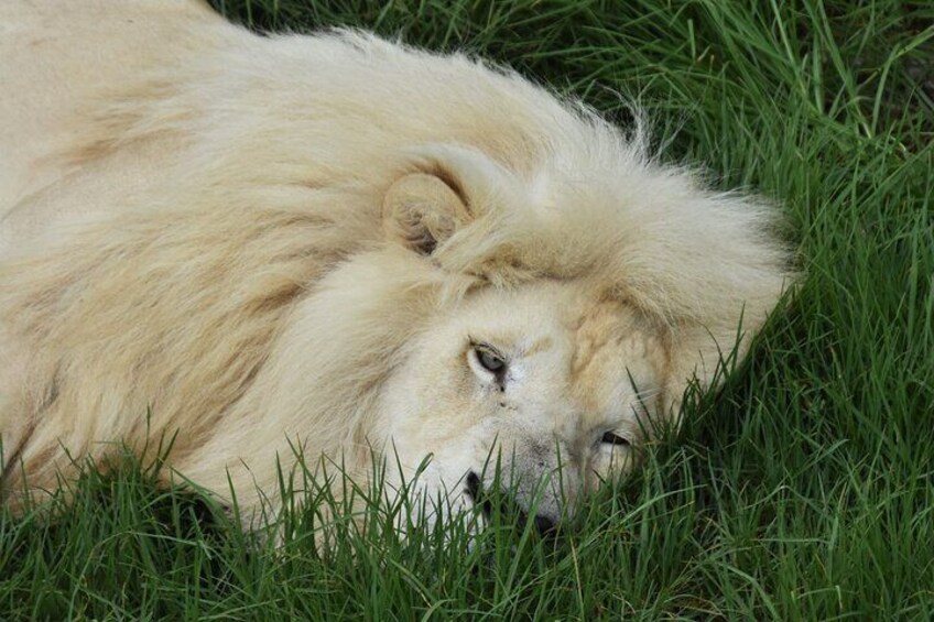 MKulu the white lion, takes a nap