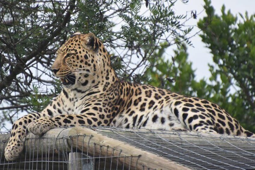 ZweLakhe the leopard, to teach communities about humane predator management