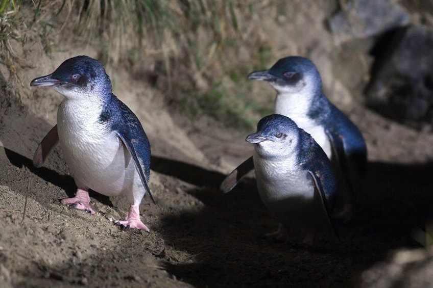 White flippered penguins