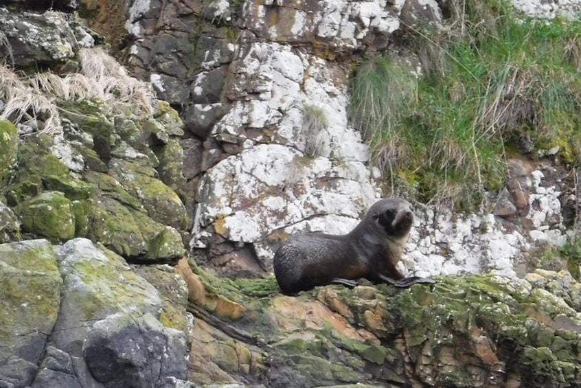 baby fur seal