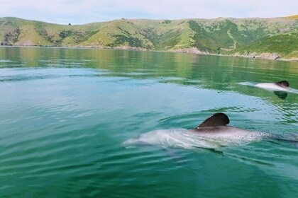 Sunrise wildlife sea kayaking in Akaroa marine reserve