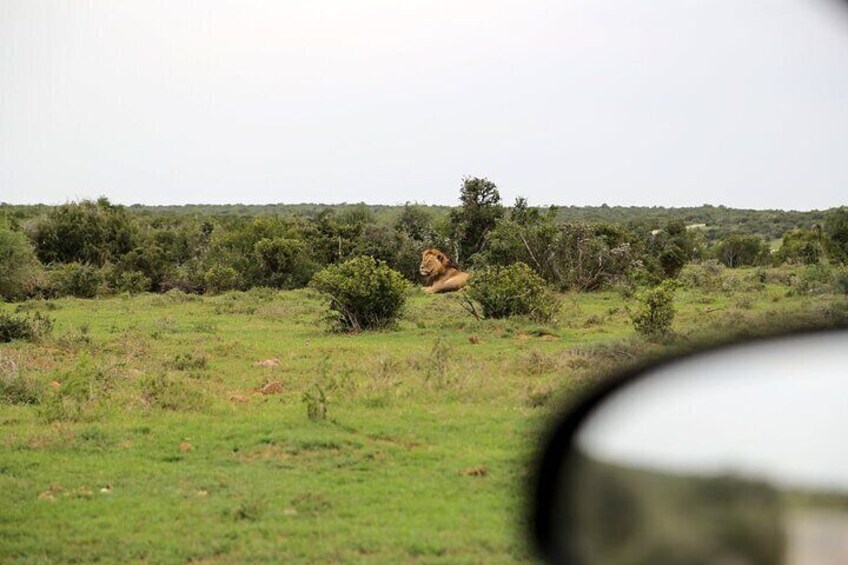 5 Day Best of Garden Route & Addo: South African Guided Safari Small Group Tour