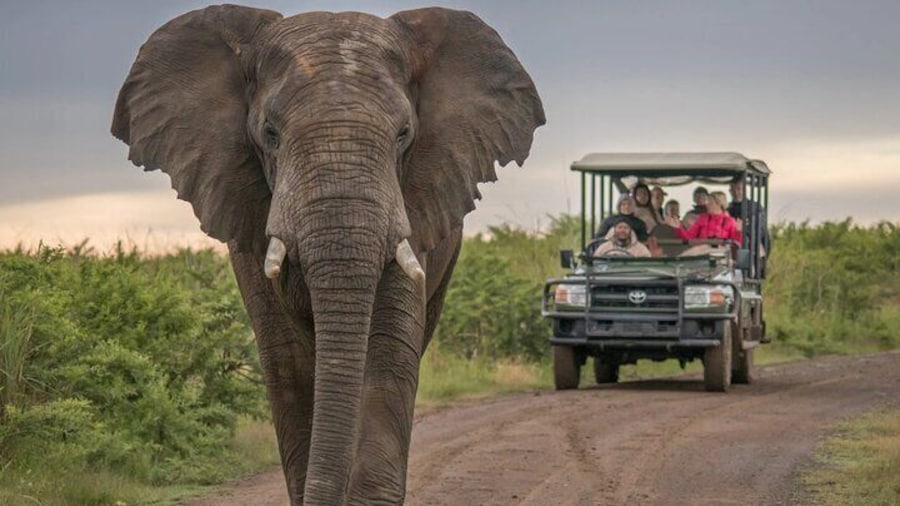 5 Day Best of Garden Route and Addo: South African Safari Small Group Tour