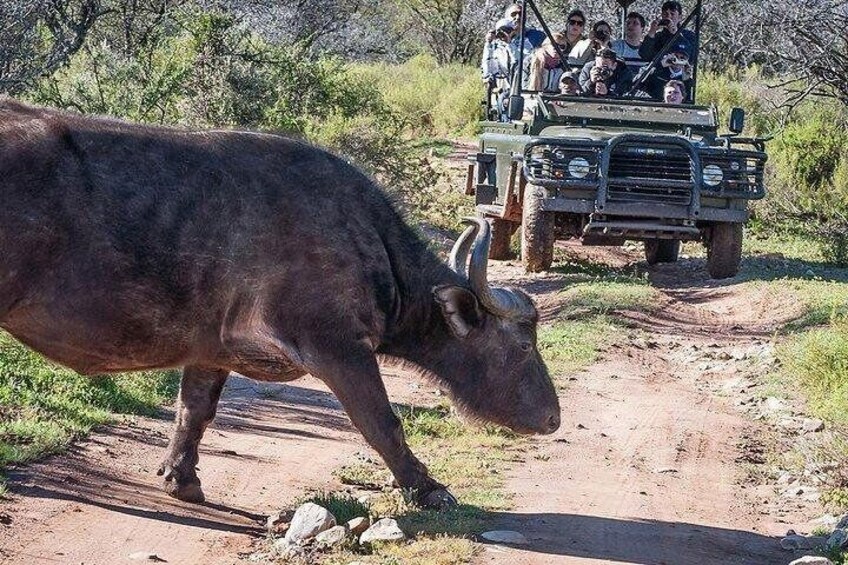 Buffelsdrift Lodge Safari