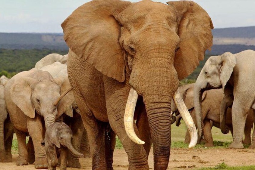 Addo Elephant National Park Game Drives