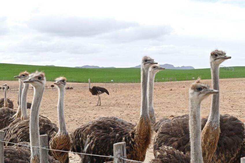 2-Day Private Western Cape Wildlife Safari Tour from Cape Town