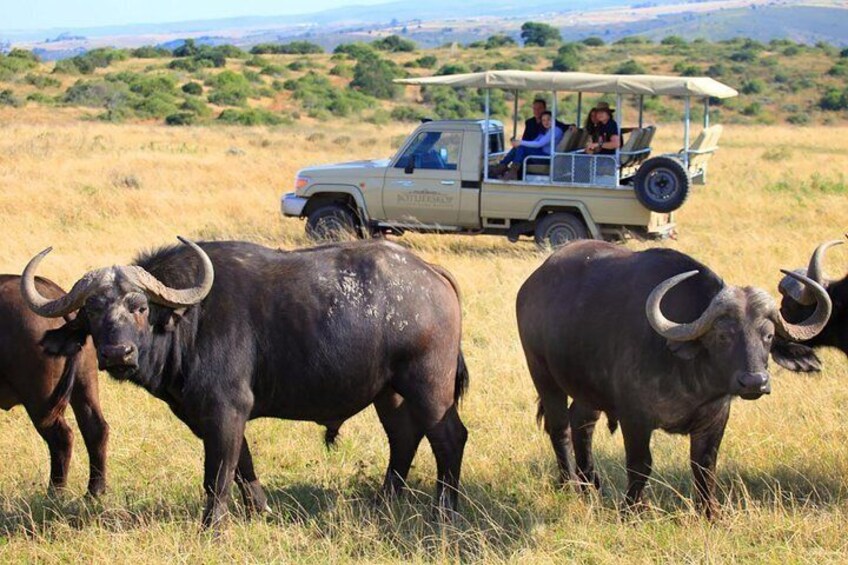 2-Day Private Western Cape Wildlife Safari Tour from Cape Town