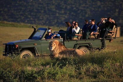 2 Tage Safari Erfahrung von Kapstadt