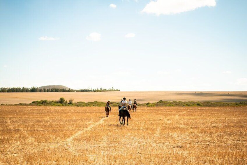 Half Day Horseback Wine Tour