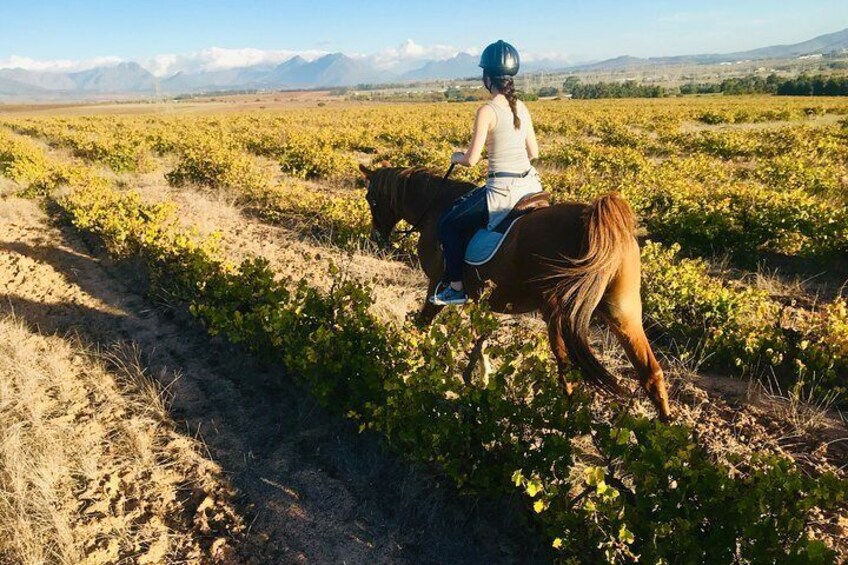 Horse riding in the Winelands