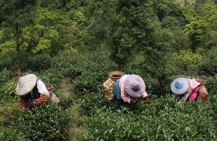 Pinglin Tea Culture & Elephant Mountain Day Tour from Taipei