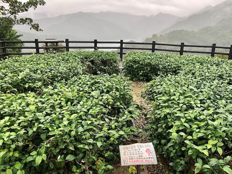 Pinglin Tea Culture & Maokong Day Tour from Taipei
