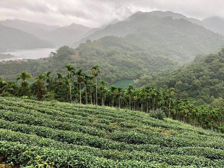 Pinglin Tea Culture & Maokong Day Tour from Taipei