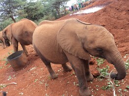 Elephants and Giraffe Center Tour in Nairobi