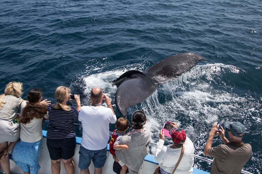 3 in1 Whale Watching+Bacardi Island+El Limon from Punta Cana