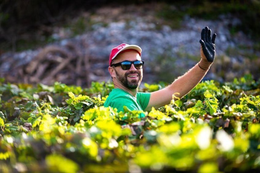 Vineyard & Olives of Vardia