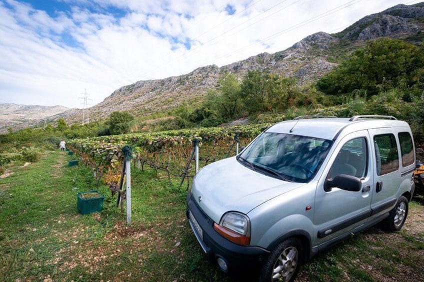 Vineyard & Olives of Vardia