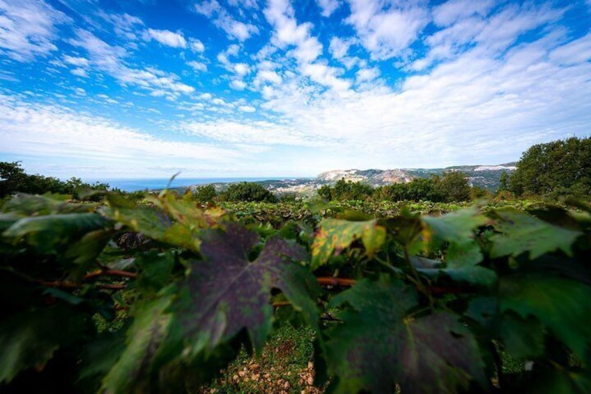 Vineyard & Olives of Vardia